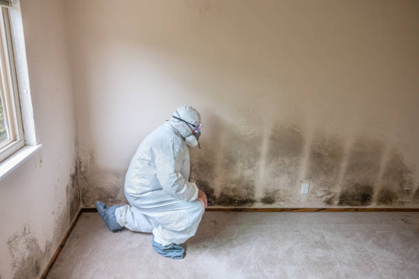 Best Post-Flood Mold Remediation in Pine Air, FL
